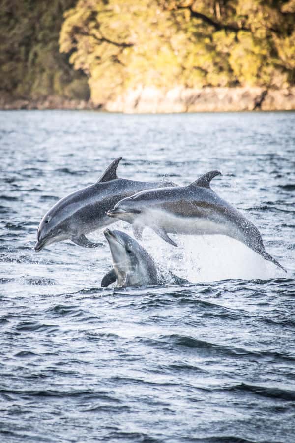 From Manapouri: Doubtful Sound Overnight Cruise - Boarding the Wanderer at Deep Cove