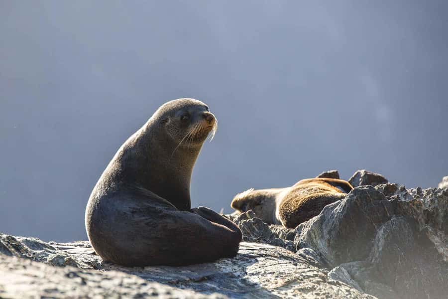 From Queenstown: Milford Sound Cruise and Coach Day Tour - Who should choose this tour?