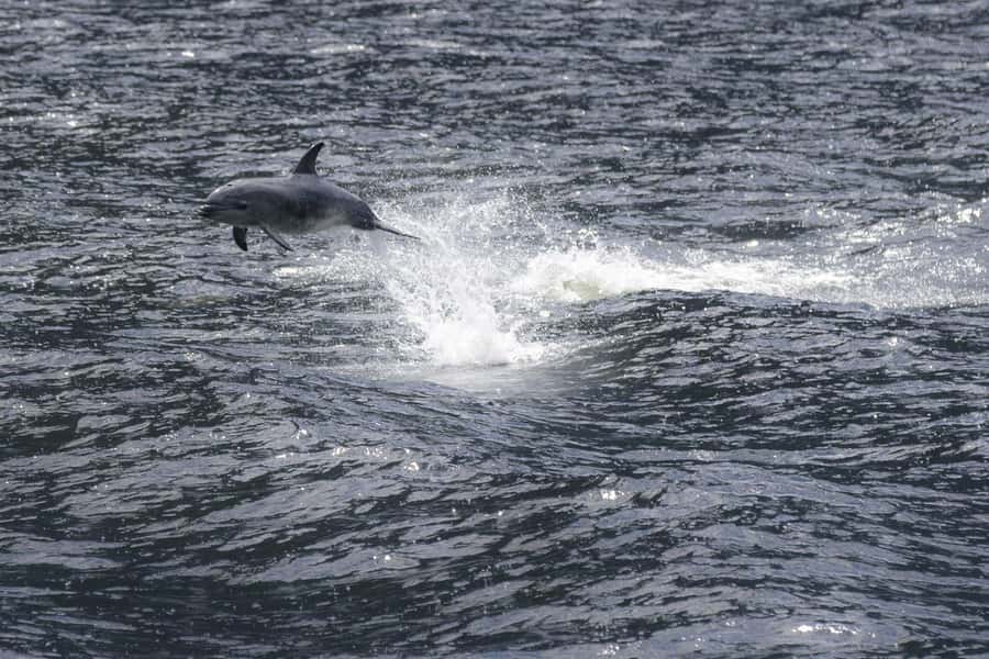 From Queenstown: Milford Sound Cruise and Coach Day Tour - Why this Milford Sound day trip works