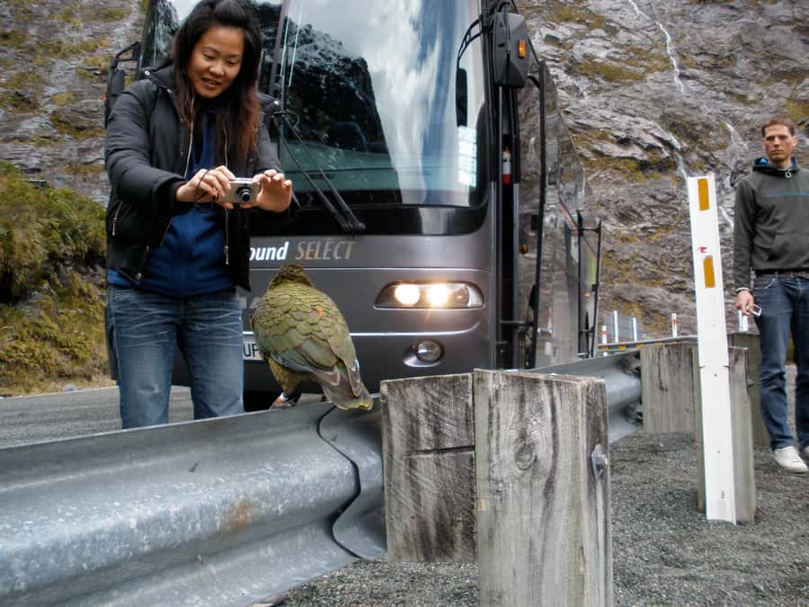 From Queenstown: Milford Sound Premium Day Tour and Cruise - Is $170 good value?