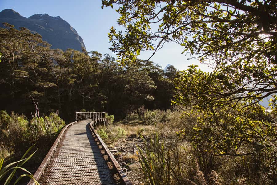 From Queenstown: Milford Sound Scenic Flight & Nature Tour - The Foreshore Loop Track and Mitre Peak