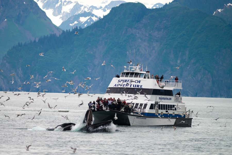 From Seward: Kenai Fjords National Park Cruise with Lunch - Key things to know before you book