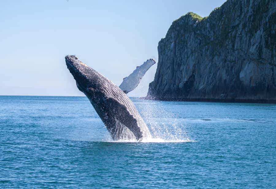 From Seward: Kenai Fjords National Park Cruise with Lunch - Who should choose this 7.5-hour outing?