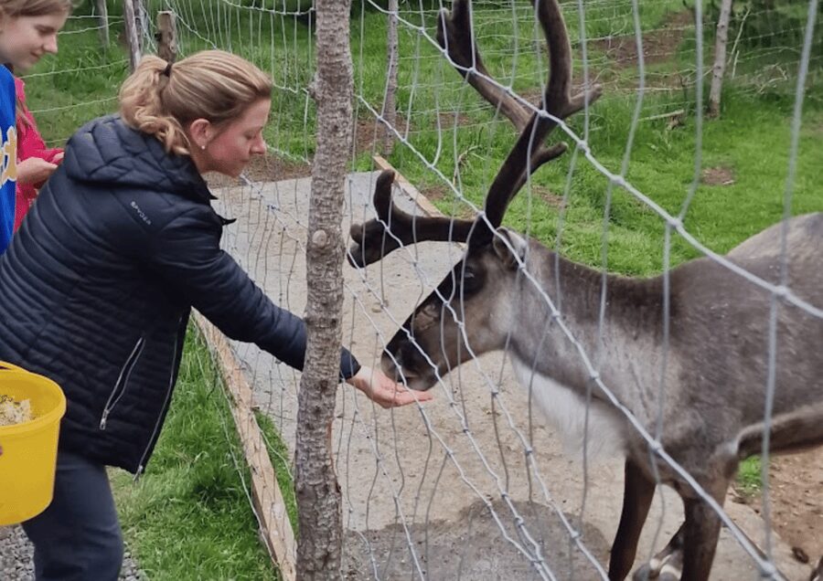 From Seyðisfjörður Port: Stuðlagil Canyon and Reindeer Park - Meeting Icelandic reindeer at The Reindeer Park
