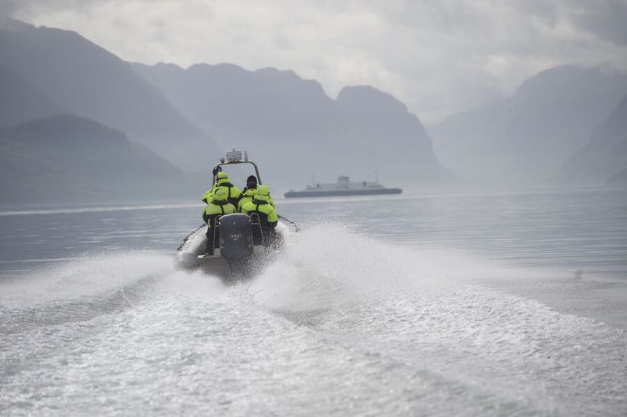 From Stavanger: RIB Tour to Lysefjord - Wildlife: keep watching between the stops