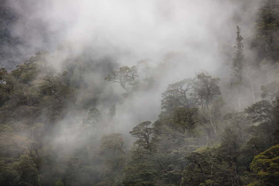 From Te Anau: Doubtful Sound Coach & Cruise - Food, drinks, and what to pack