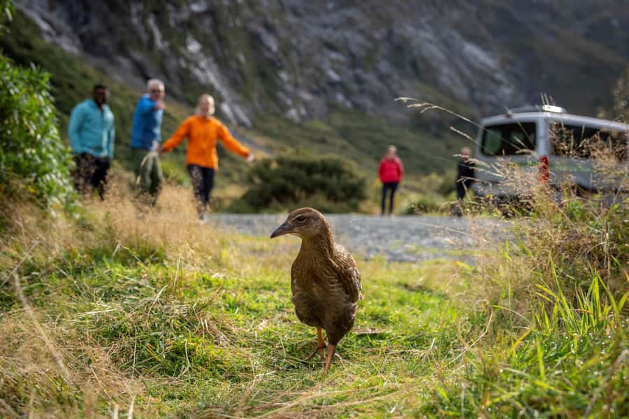 From Te Anau: Milford Sound Coach, Cruise, and Walks - The two-hour cruise into Milford Sound