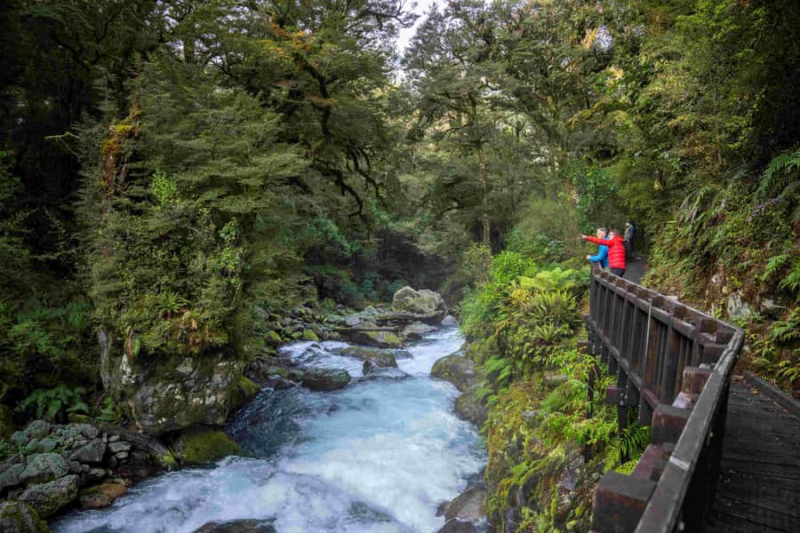 From Te Anau: Milford Sound Coach, Cruise, and Walks - Price and value at $164