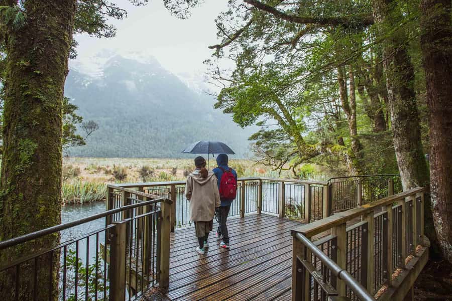 From Te Anau: Milford Sound Coach Tour and Cruise - Why the Te Anau drive deserves your attention