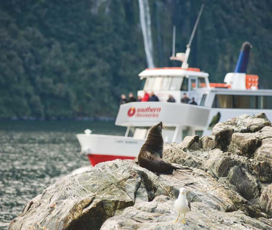 From Te Anau: Milford Sound Extended Cruise and Coach Tour - Why the Milford Road deserves your attention