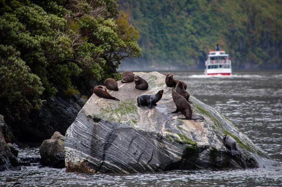 From Te Anau: Milford Sound Small-Group Tour Including Lunch - Lake Gunn and the Hollyford route