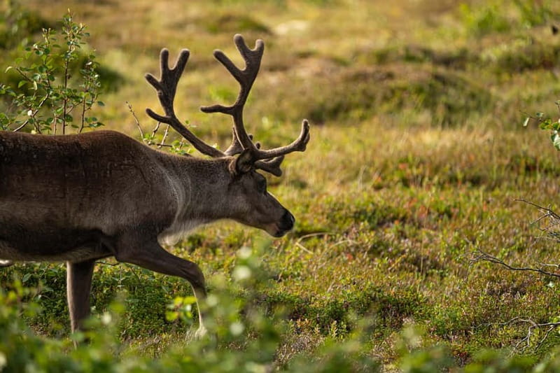 From Tromsø: Arctic Roadtrip: fjords tour with scenic picnic - What the guides add to the ride