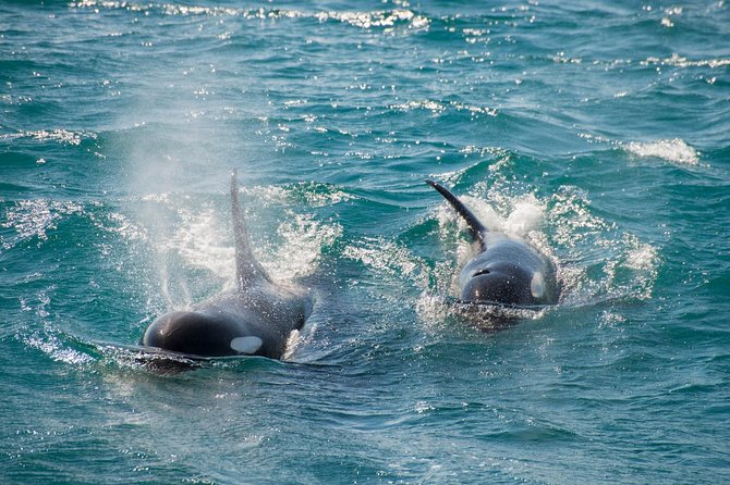 Full-Day Kenai Fjords National Park Cruise - Holgate Glacier and the promise of calving ice