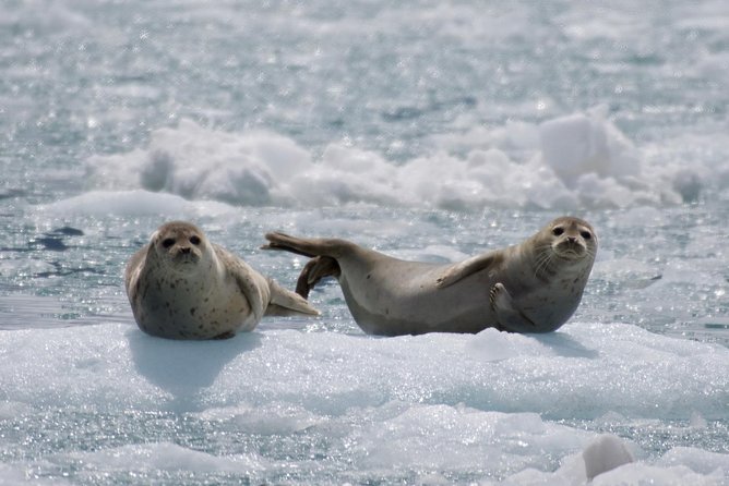 Full-Day Kenai Fjords National Park Cruise - Aialik Bay brings the day’s main glacier moment