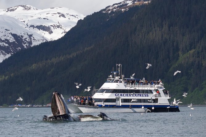 Full-Day Kenai Fjords National Park Cruise - Seabirds, puffins, and Steller sea lions