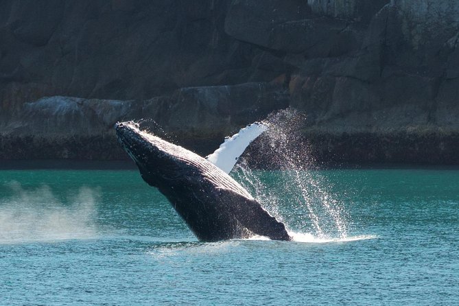 Full-Day Kenai Fjords National Park Cruise - What the onboard experience feels like