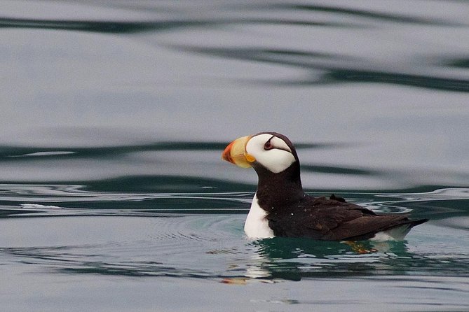 Full-Day Kenai Fjords National Park Cruise - The rough-water issue deserves serious attention