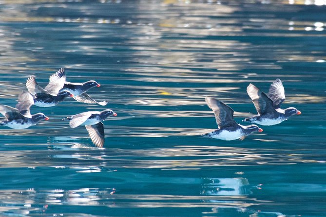 Full-Day Kenai Fjords National Park Northwestern Cruise - Northwestern, Anchor, and Ogive Glaciers