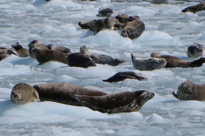 Full-Day Kenai Fjords National Park Northwestern Cruise - Who will get the most from the $340.13 price