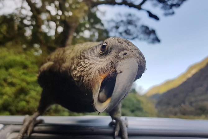 Full-Day Milford Sound Tour with Cruise and Walks from Te Anau - Mirror Lakes and the first scenic stops