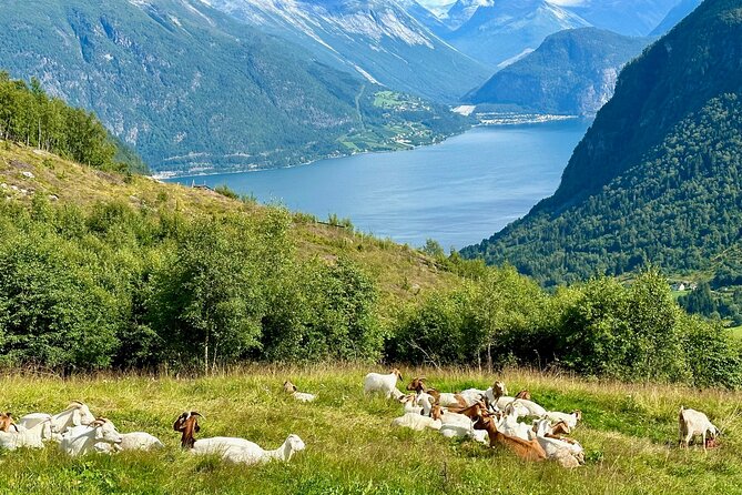 Geiranger by Royal route, 5 hours with visiting a high-mountain farm - Eidsvatnet, an alpine lake with working farms