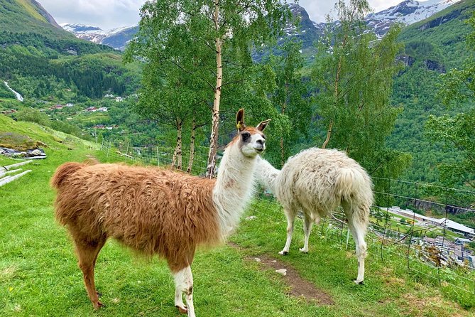 Geiranger by Royal route, 5 hours with visiting a high-mountain farm - Westerås Restaurant and the high-mountain farm setting