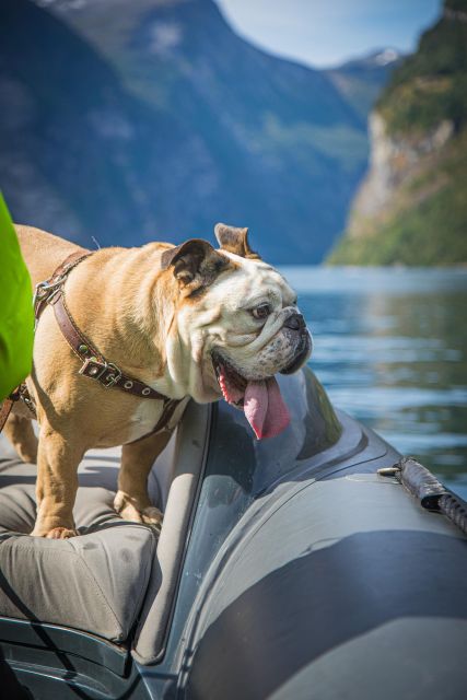 Geiranger: Guided Geirangerfjord Boat Tour - A quiet electric boat with a sporty edge
