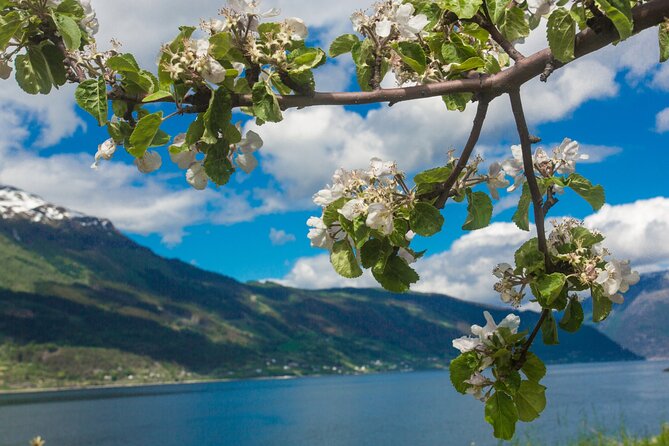 Guided tour to Hardanger Fjord, Waterfalls and Ferry Crossing - The second ferry crosses the main arm of Hardangerfjord