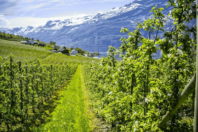 Guided tour to Hardangerfjord with Waterfalls and Ferry Crossing - From Bergen to Trengereid and the East Fjord view