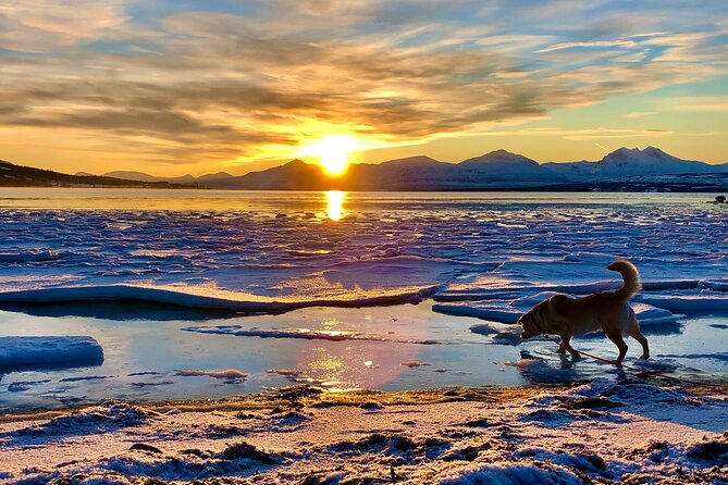 Half-Day Scenic Wildlife & Photographic Fjord Tour. - Meeting Marianne and setting out from Tromsø