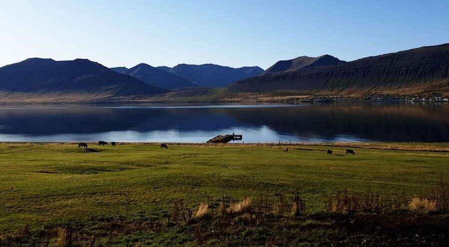 Isafjordur: Dynjandi Waterfall Tour and Icelandic Farm Visit - What the $154 price includes