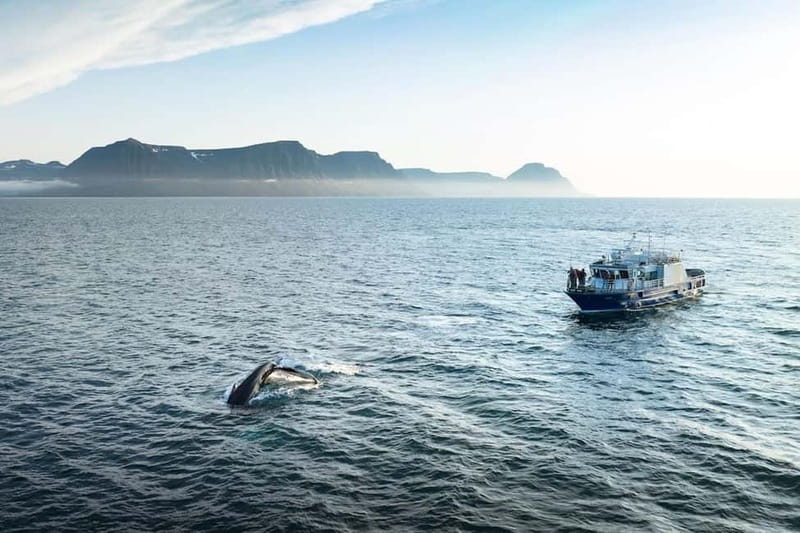 Ísafjörður: Westfjords Whale Watching Boat Tour - Why the Ísafjörður whale tour is special