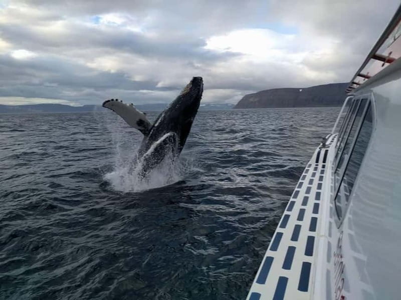 Ísafjörður: Westfjords Whale Watching Boat Tour - Leaving Ísafjörður and entering the fjord