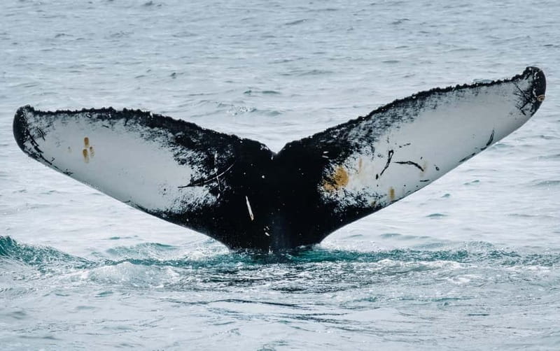Ísafjörður: Westfjords Whale Watching Boat Tour - What the humpback sightings are really like