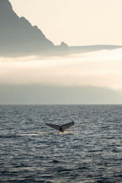Ísafjörður: Westfjords Whale Watching Boat Tour