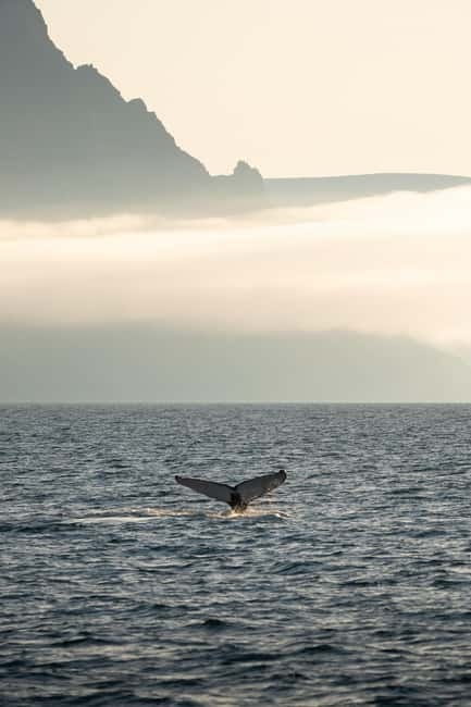 Ísafjörður: Westfjords Whale Watching Boat Tour - Meeting guide Tom and learning to read a whale