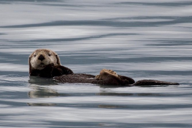 Kenai Fjords and Resurrection Bay Half-Day Wildlife Cruise - Crossing Resurrection Bay toward Bear Glacier
