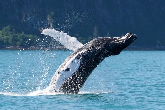 Kenai Fjords and Resurrection Bay Half-Day Wildlife Cruise - Is $165.93 a fair price?
