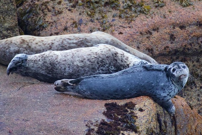 Kenai Fjords and Resurrection Bay Half-Day Wildlife Cruise - Who should book this cruise?