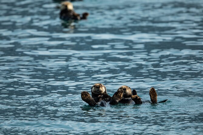 Kenai Fjords National Park Glacier Dinner Cruise from Seward - Aialik or Holgate Glacier, the trip’s icy centerpiece