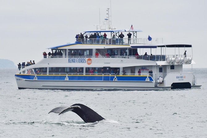 Kenai Fjords National Park Glacier & Wildlife Cruise - Why this six-hour cruise is worth your day