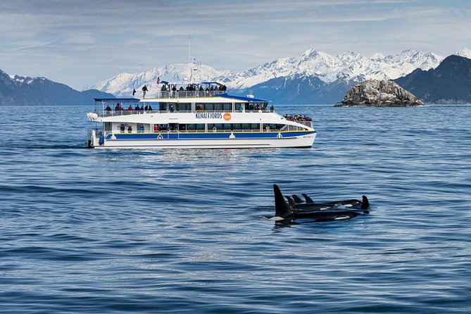 Kenai Fjords National Park Glacier & Wildlife Cruise - Wildlife watching without false promises