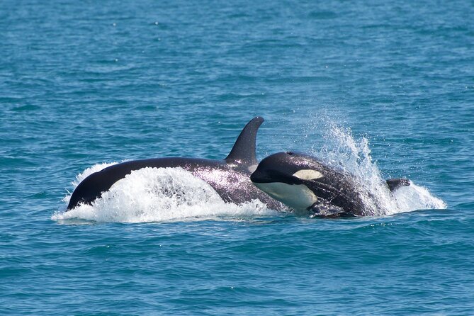 Kenai Fjords National Park Glacier & Wildlife Cruise - Lunch, seating, and the practical comfort level