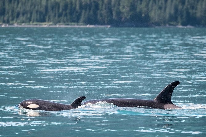 Kenai Fjords Orca Quest Cruise - Kenai Fjords National Park and the open-water run