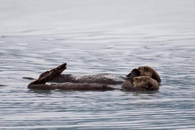 Kenai Fjords Orca Quest Cruise - What you may see besides orcas