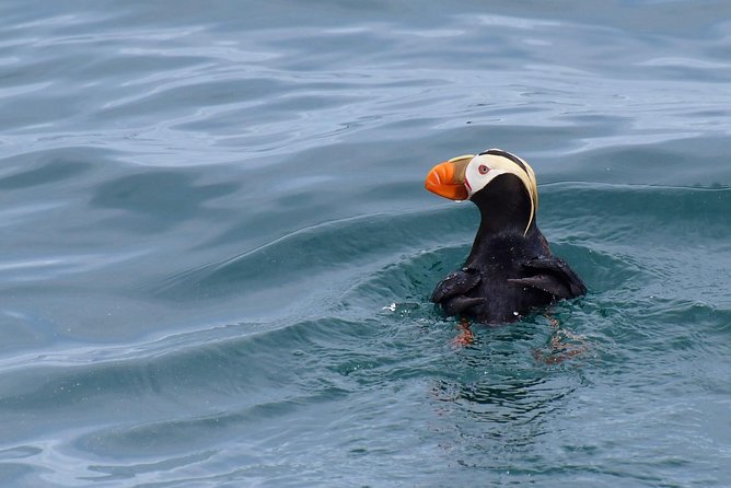 Kenai Fjords Orca Quest Cruise - Who should book this Seward cruise?
