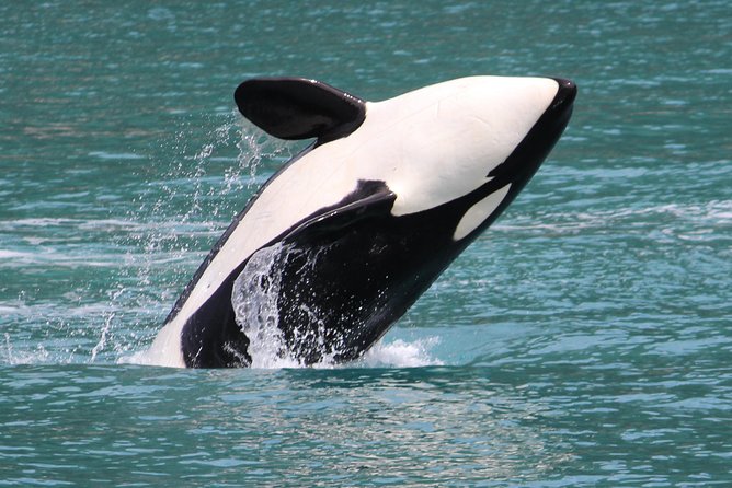 Kenai Fjords Orca Quest Cruise - Resurrection Bay brings scenery before the open water