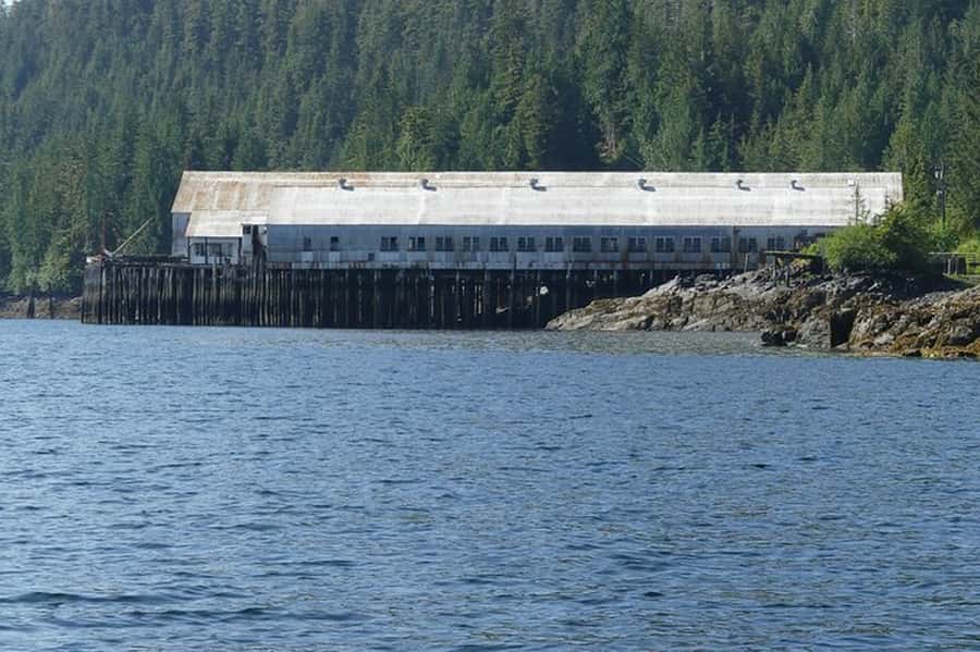 Ketchikan: Scenic Drive & George Inlet Fjords Zodiac Cruise - Wildlife watching on the water