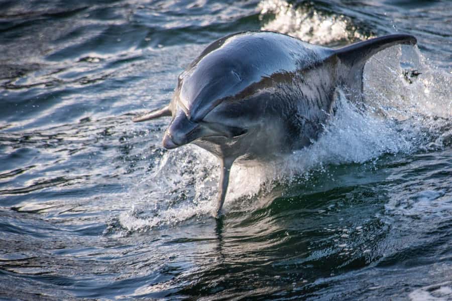 Manapouri: Doubtful Sound Overnight Cruise (2 Nights) - Key points to know before booking