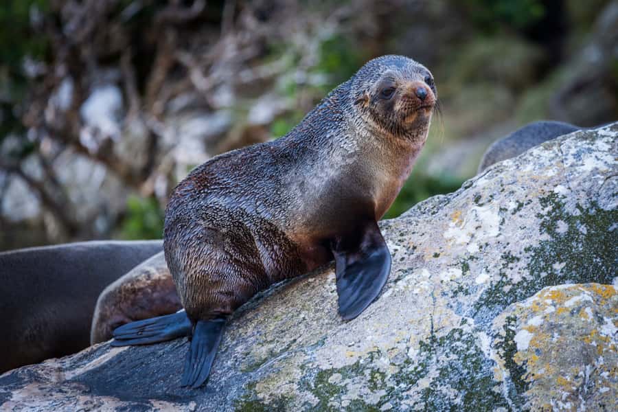 Milford Sound: 2-Hour Small Boat Scenic Cruise - Key points at a glance
